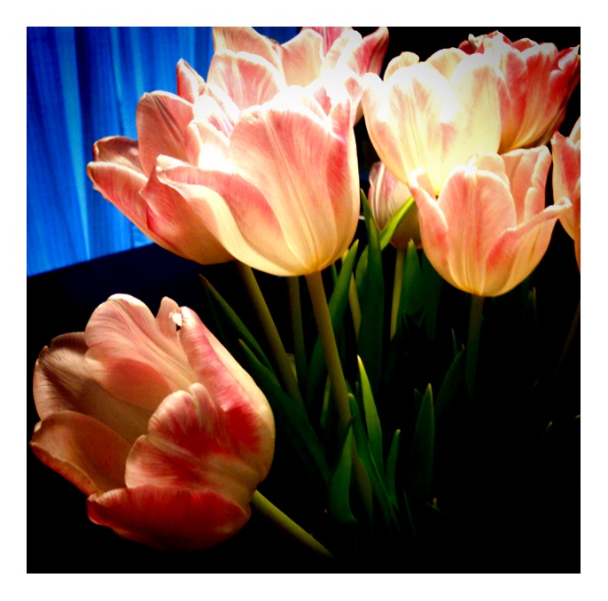 Tulpen